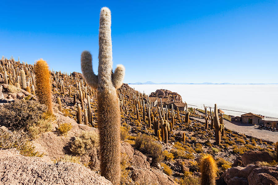 Watch your step at Cactus Island... Watch your step at Cactus Island...