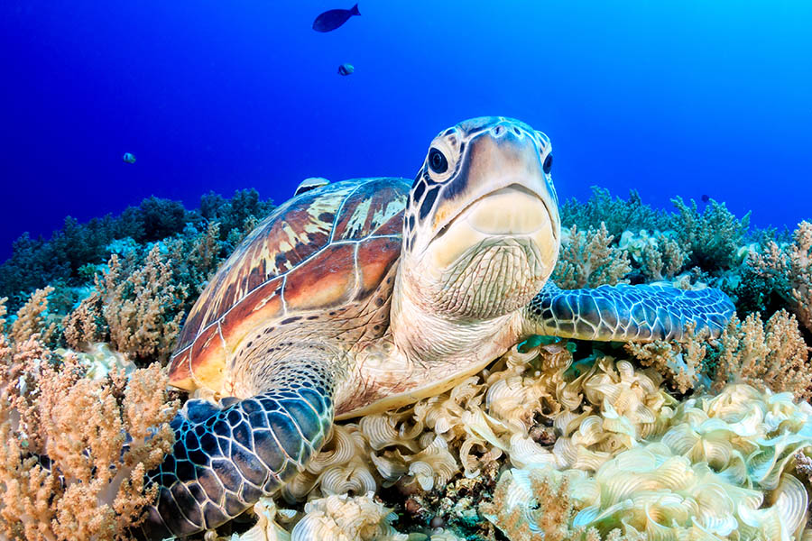 Take the opportunity to dive and see the stunning marine life