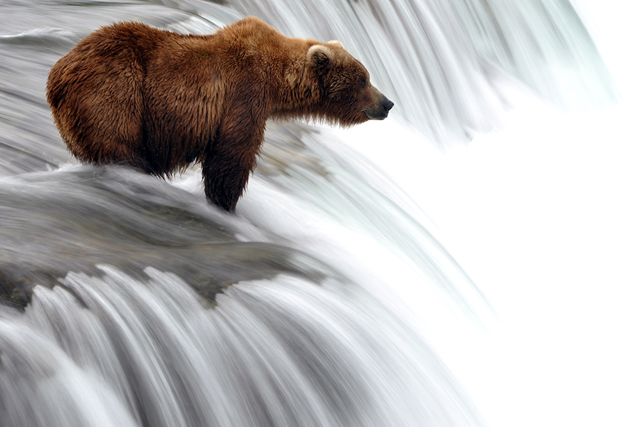 Grizzly bear in rapids, British Columbia
