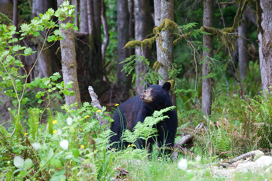 Seek out black bears in their natural habitat