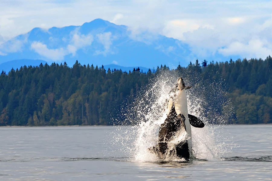 Spot orcas breaching from the cold waters