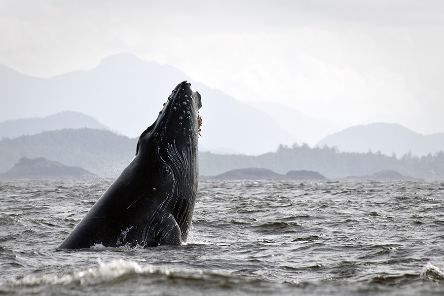 Humpback whale, Vancouver Island, British Columbia, Canada