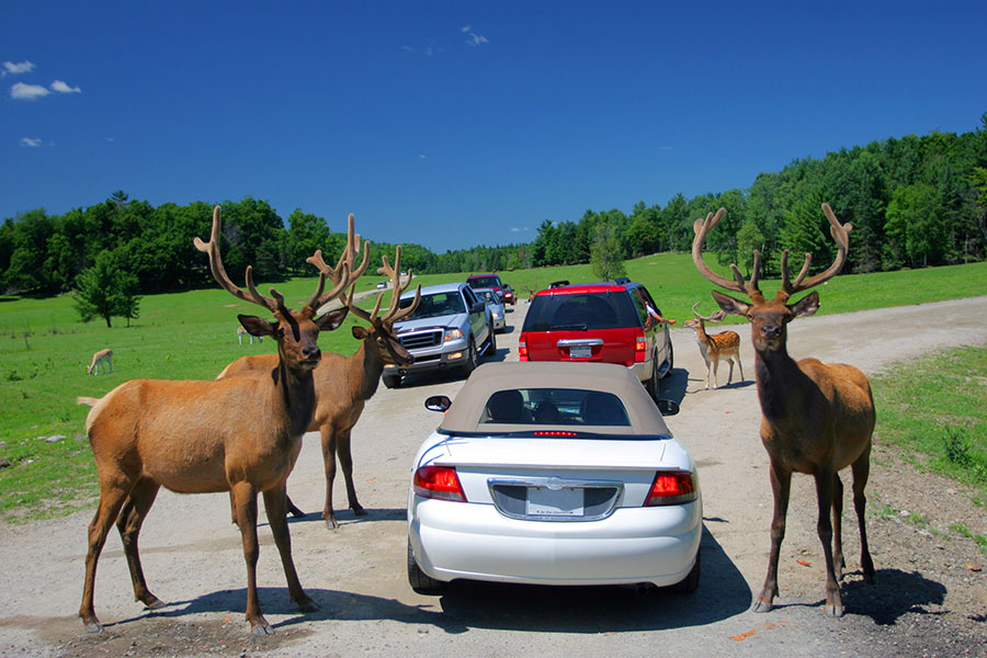 Drive through Parc Omega for a close-up wildlife experience!