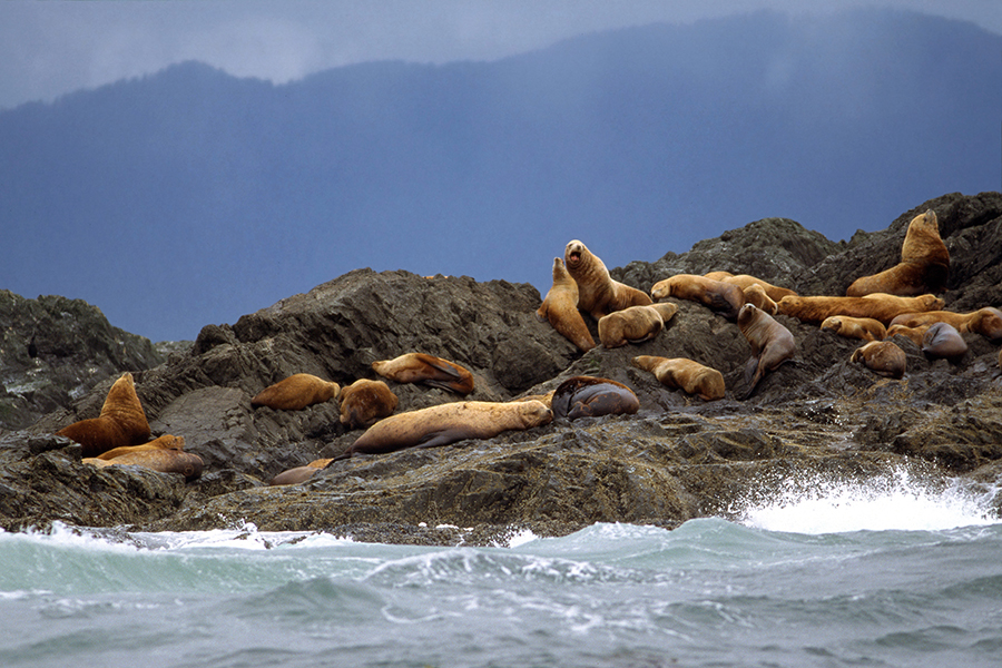 Sealions at Clayoquot Sound, Vancouver Island, BC, Canada