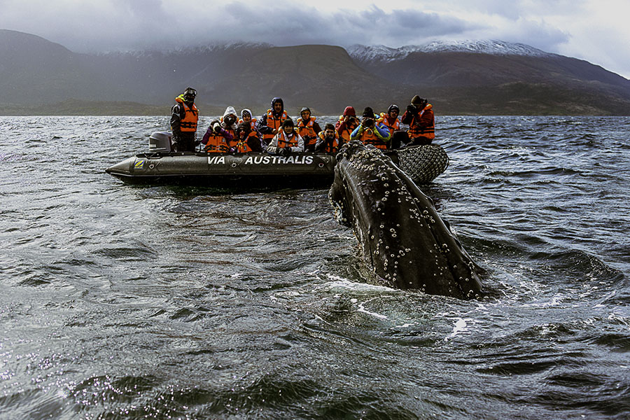 Ride aboard zodiacs in search of whales