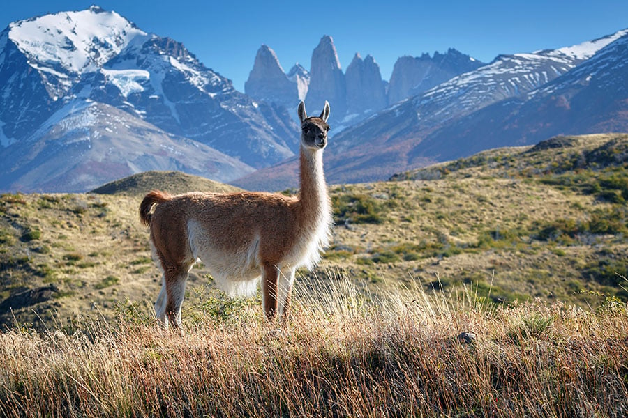 Get up and close to a multitude of guanacos (from the llama family)