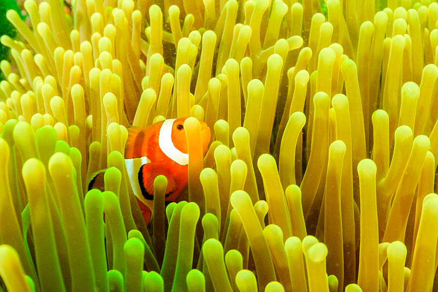 Explore the colourful coral reefs of the world | Travel Nation Explore the colourful coral reefs of the world | Travel Nation