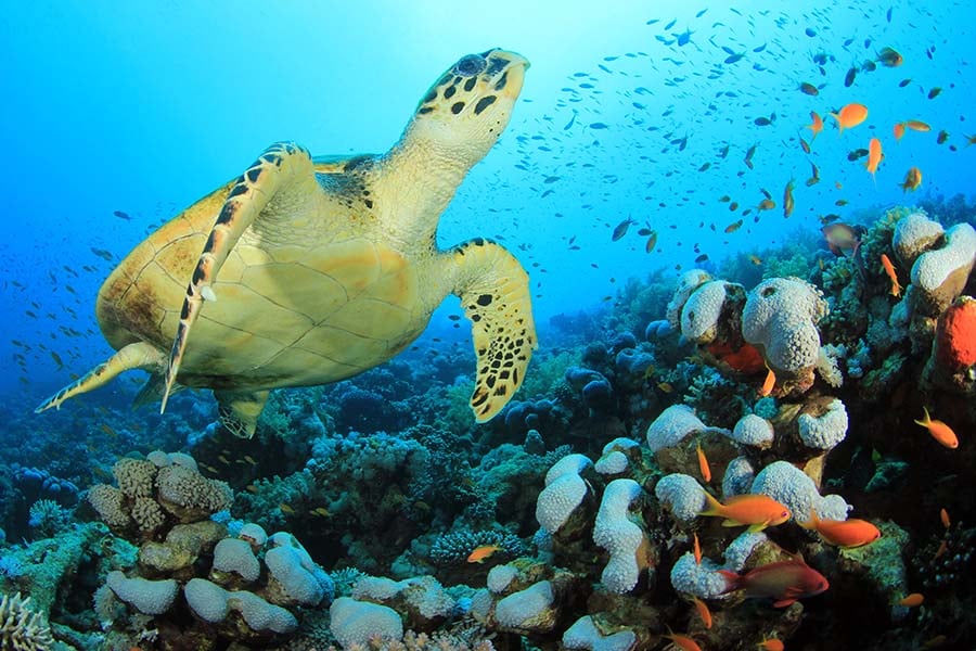 A turtle and fish swimming in a coral reef