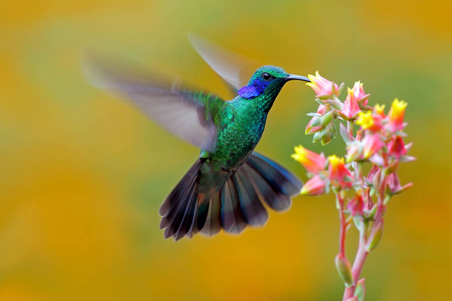 Monteverde is home to colorful hummingbirds