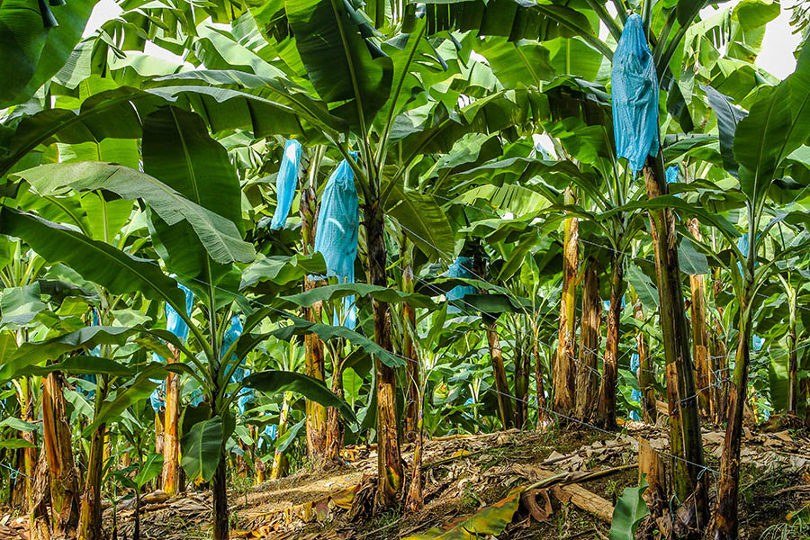 Stop for breakfast and explore a working banana plantation – Costa Rica’s prime export