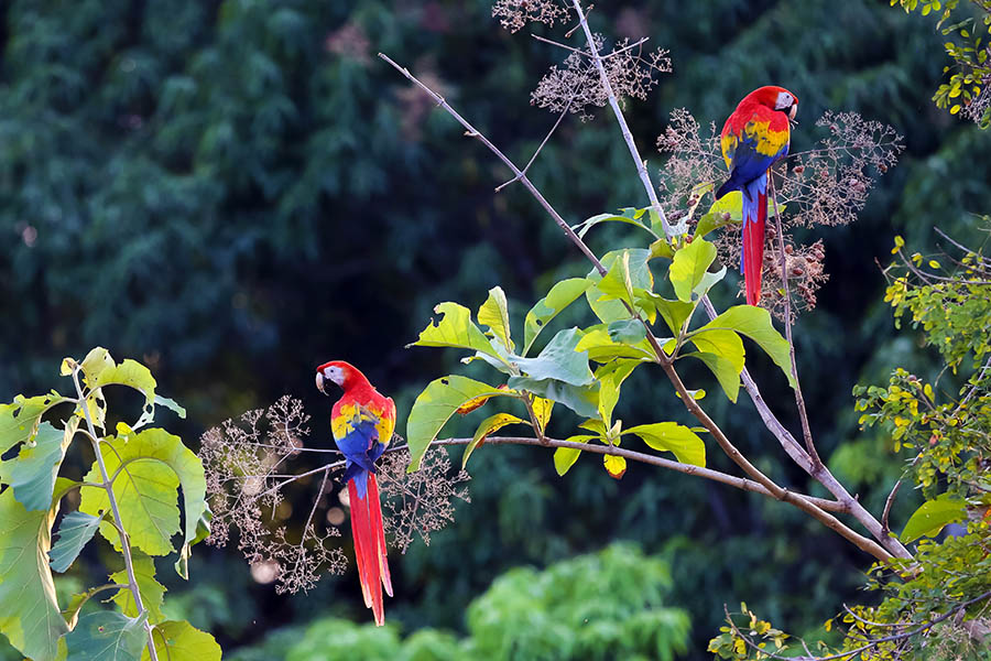 Spot colourful bird species above your heads