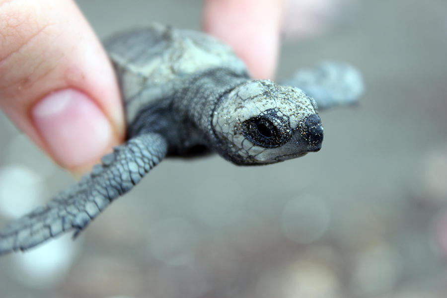 Holding a baby turtle, Costa Rica