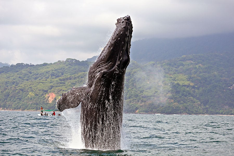 Spot whales and dolphins on an optional boat tour in Marino Ballena National Park