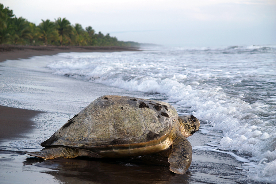 Tortuguero is home to the largest population of green turtles in the Western Hemisphere 