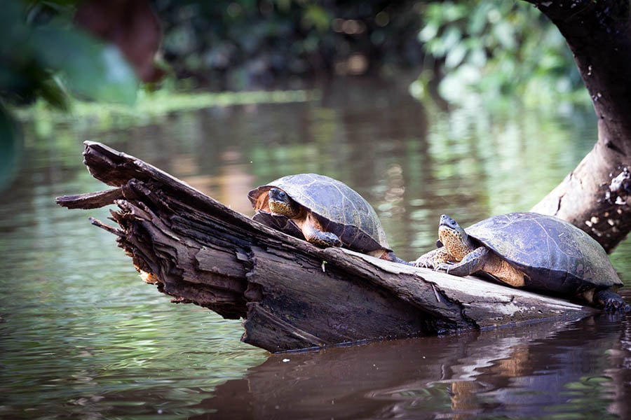 Tortuguero is an important nesting location for turtles