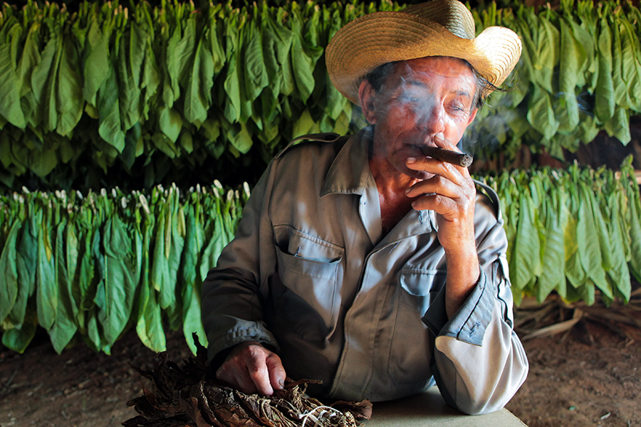 The farmer took some dried tobacco leaves and talked us through the history and process of cigar making