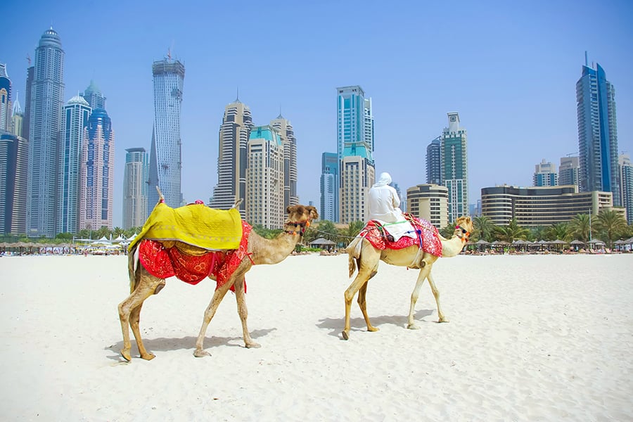 Camels on the beach, Dubai