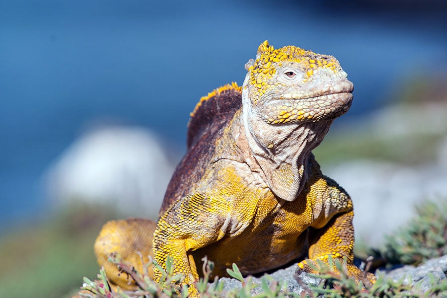 Iguana | Galapagos Islands, Ecuador