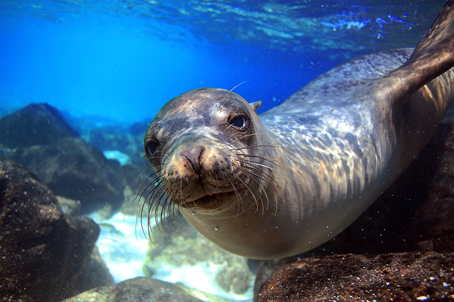 A seal, Galapagos Islands, Ecuador | Ecuador Travel Guide