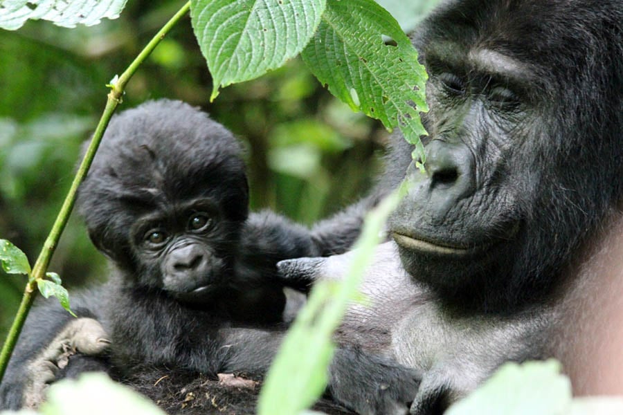 Gorillafamilie in Uganda
