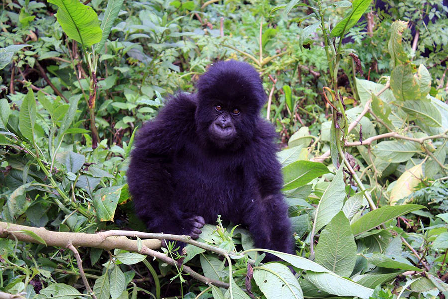 Northern Rwanda is the best opportunity to see Rwanda’s native gorillas