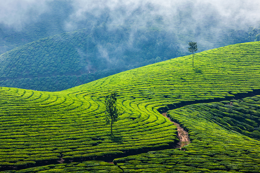 Tea plantation, Kerala, India