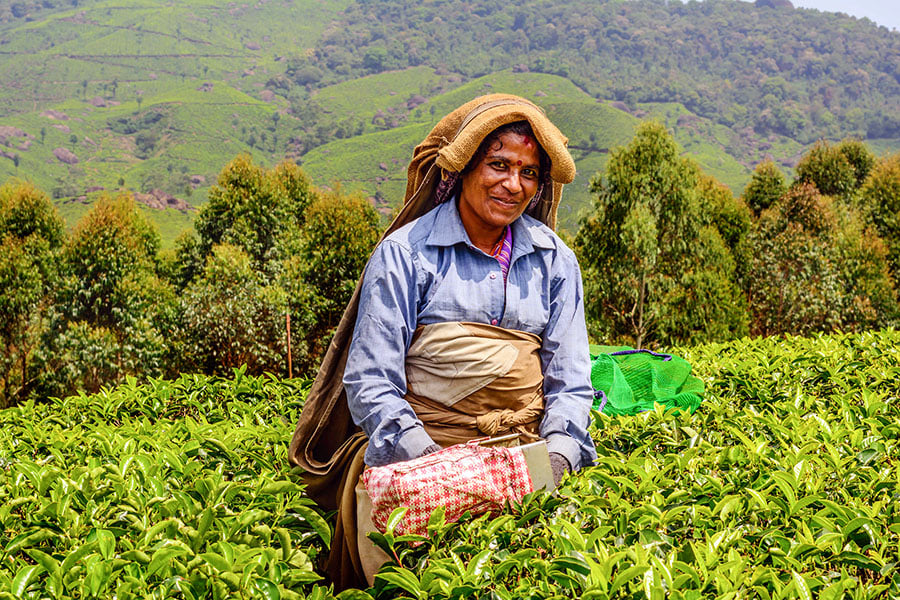 Explore the lush tea plantations in Munnar