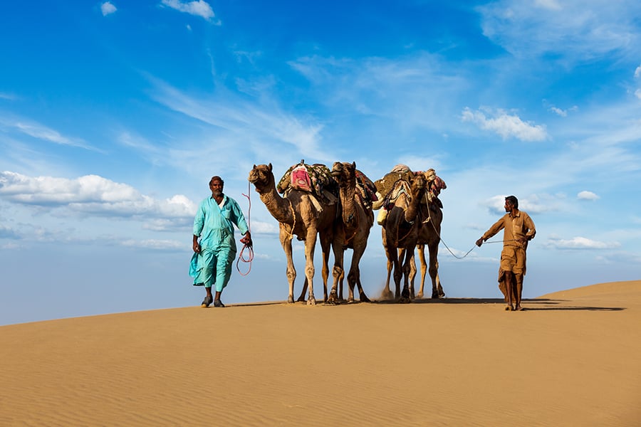 Camels, Jaisalmer, Rajasthan, India