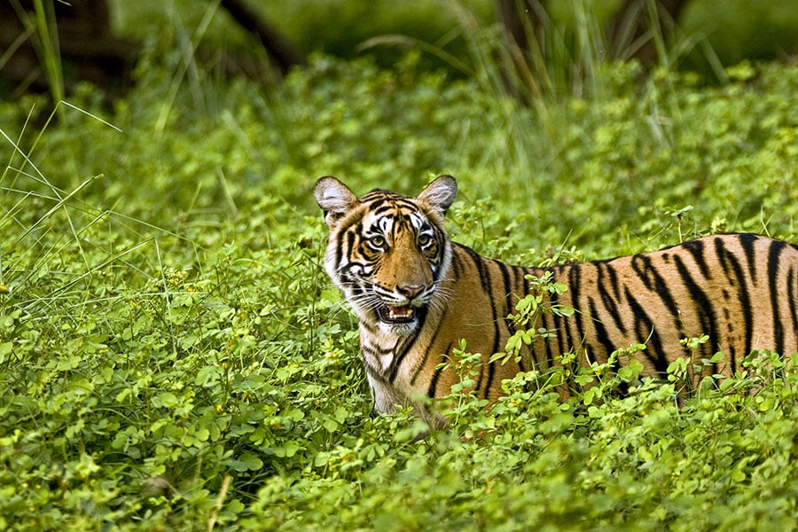 Keep your eyes peeled for tigers in the beautiful Ranthambore National Park