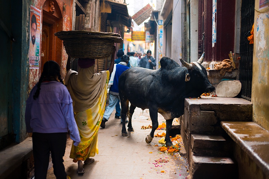 A holy black cow in an alleyway, Varanasi, India