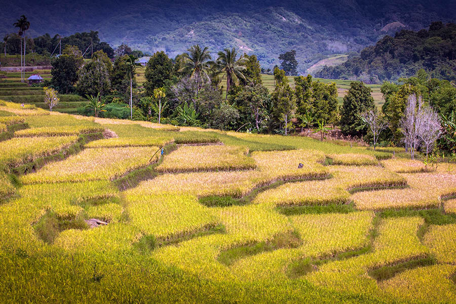 Travel through rolling Lingko (rice) fields