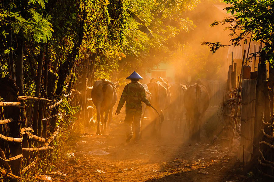 See village life as you travel through Java