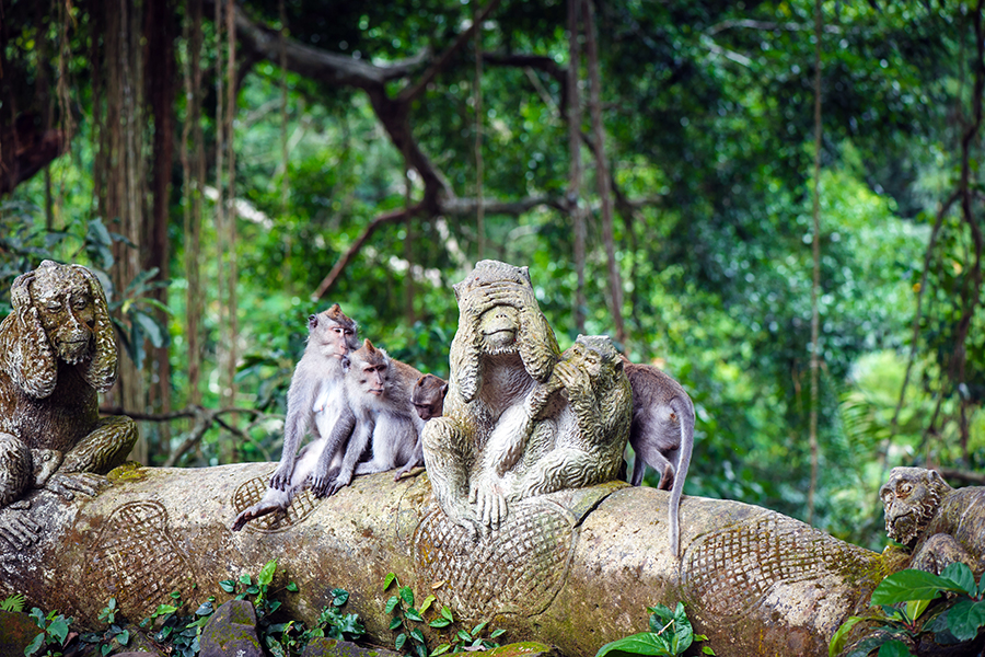 Ubud, known for its yoga, monkeys, countryside walks and shopping