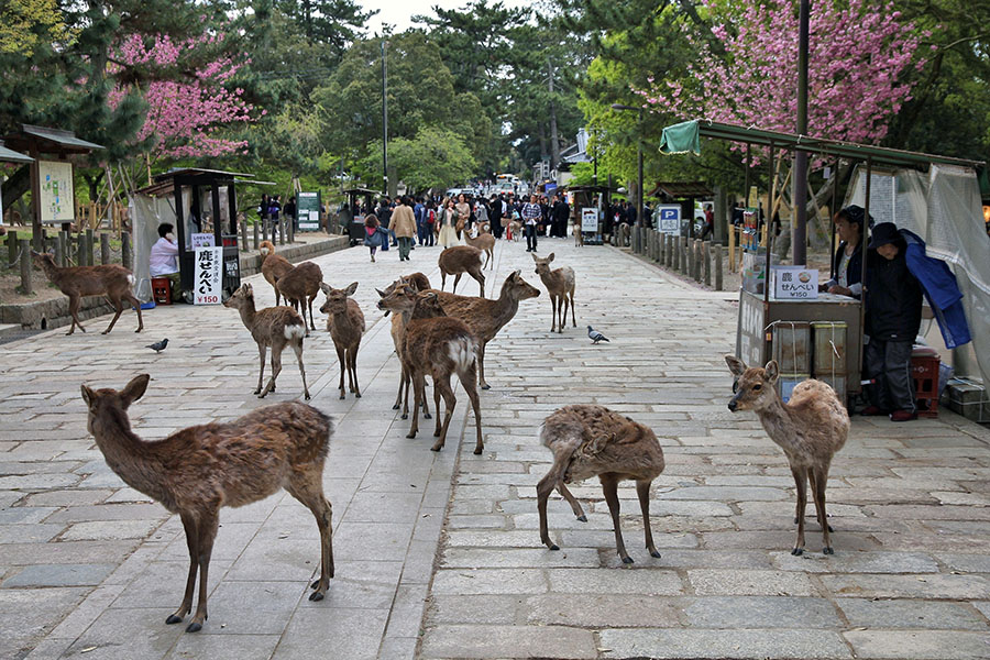 Mingle with the tame deer in Nara