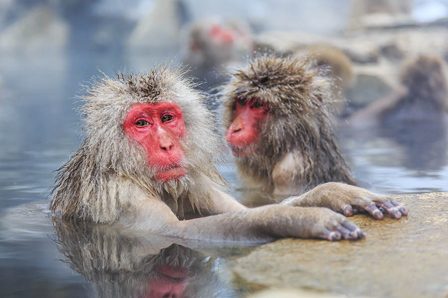 Get close to the snow monkeys of the Japanese Alps