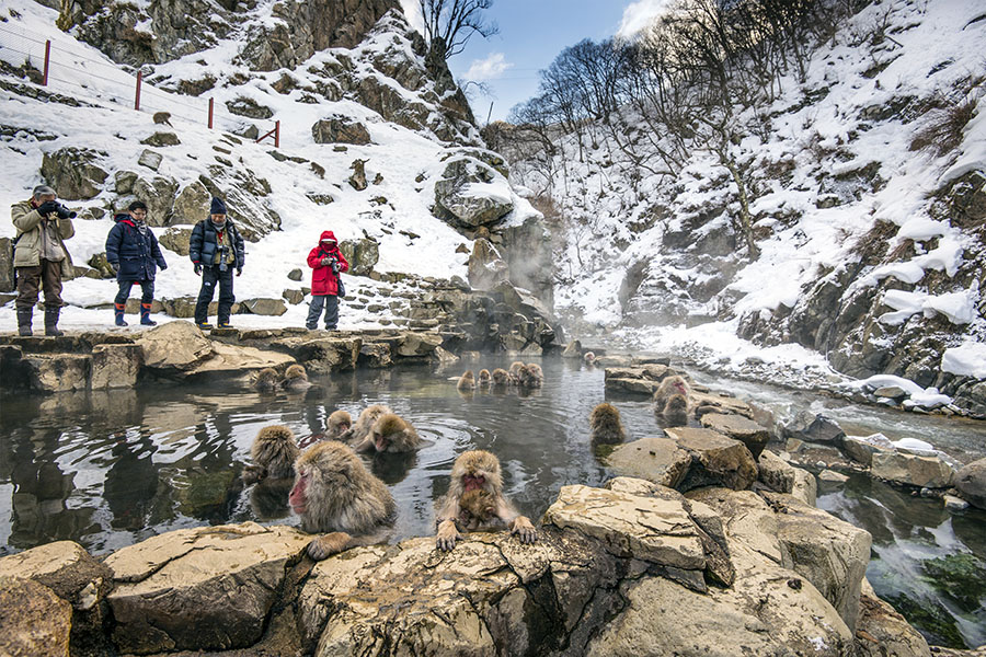 The monkeys habitually frequent this valley in winter months