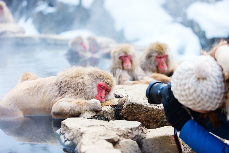 Watch the antics of the Snow Monkeys at Jigokudani Yaen-koen 