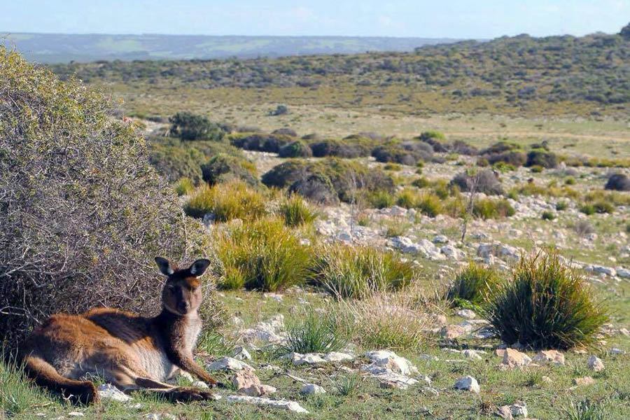 Kangaroo Island is most renowned for its nature and wildlife | credit: Mary Acharon