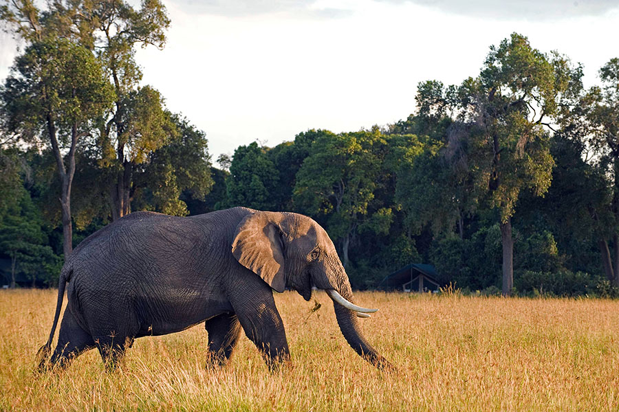 Head out on a game drive to spot the spectacular wildlife Head out on a game drive to spot the spectacular wildlife