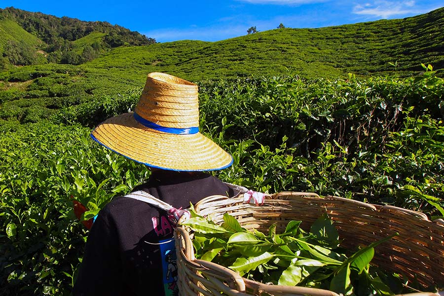 A tea worker in the Cameron Highlands, Malaysia