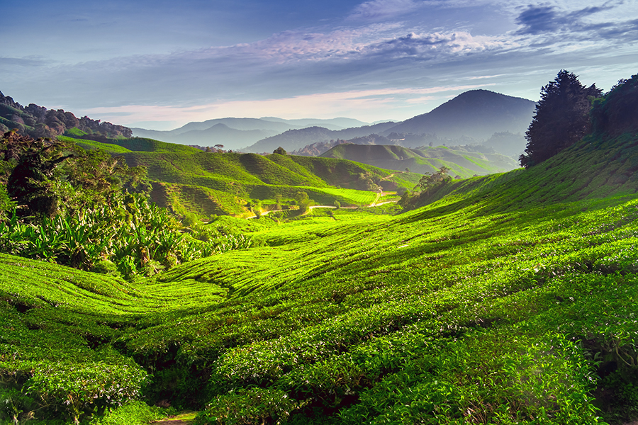 Stop off in the tea plantations of the Cameron Highlands