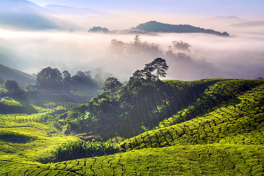 Enjoy a proper cup of tea in the Cameron Highlands