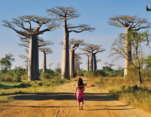 Strolling in Baobab Avenue - Madagascar