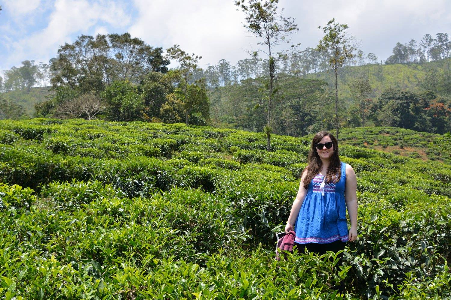Tea fields in Sri Lanka 