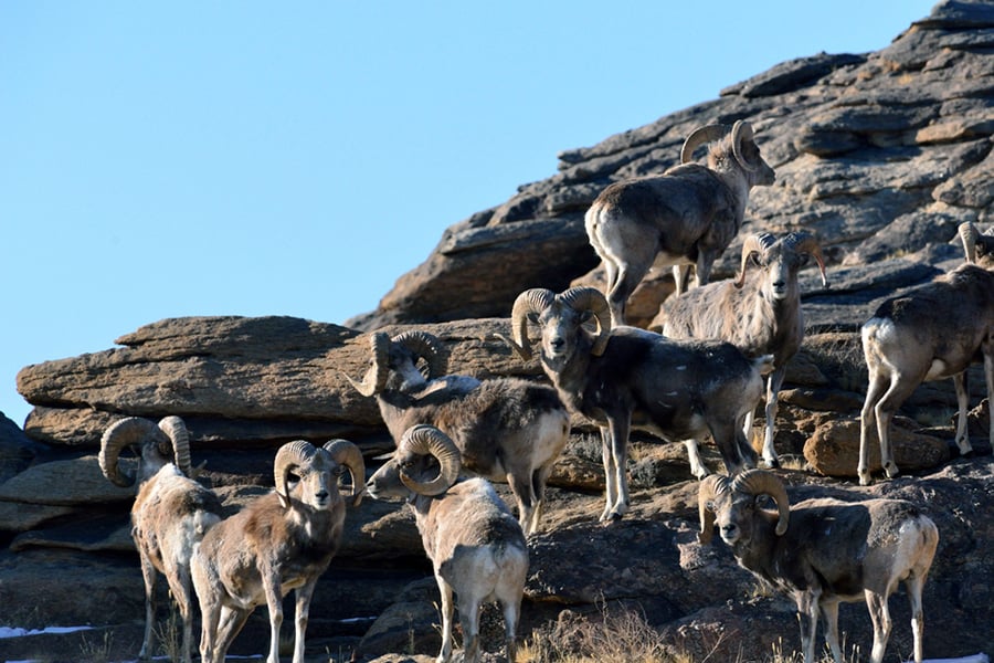 Find herds of wild mountain sheep (Argali) in Gun Galuut Nature Reserve