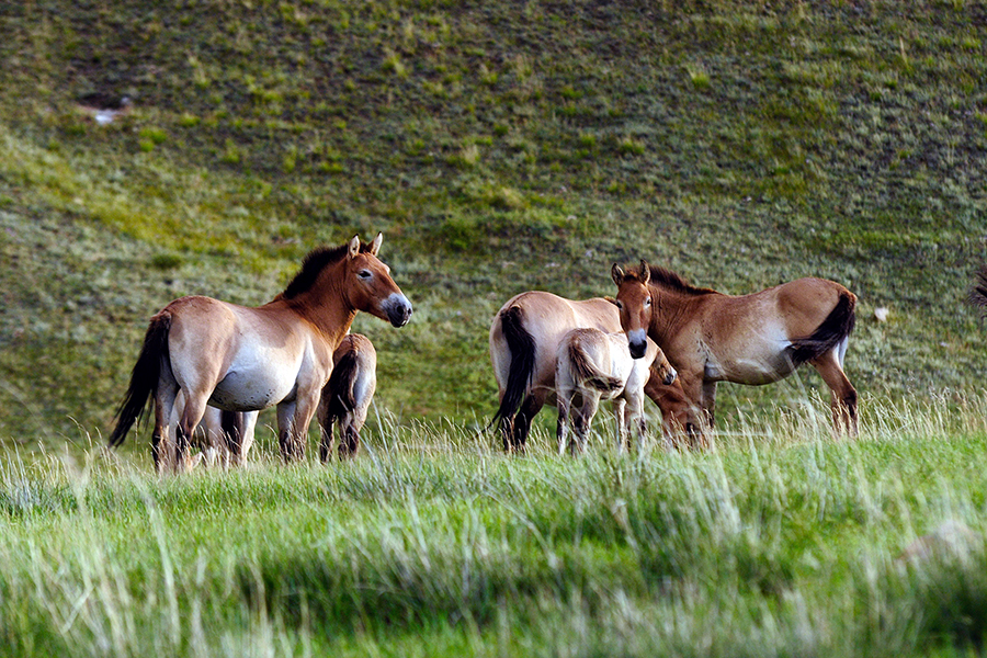 Search for wild Takhi horses in Khustai National Park
