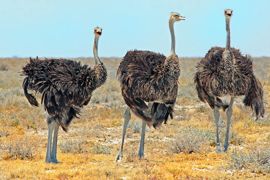 Look out for mighty ostriches 