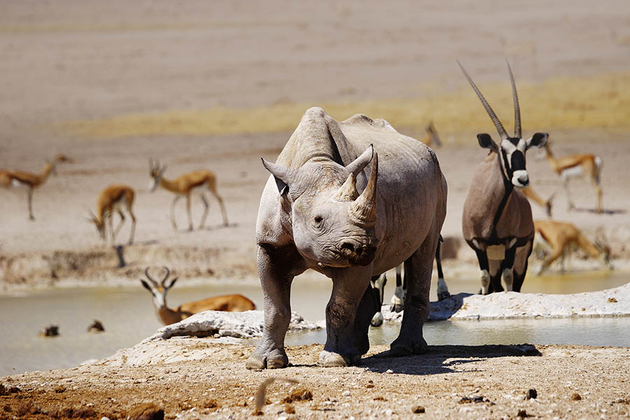 Head into Etosha National Park for some of Africa's finest wildlife spotting