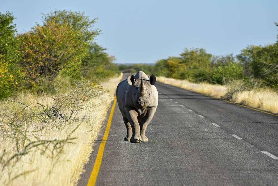 A rhino on the road in Etosha National Park