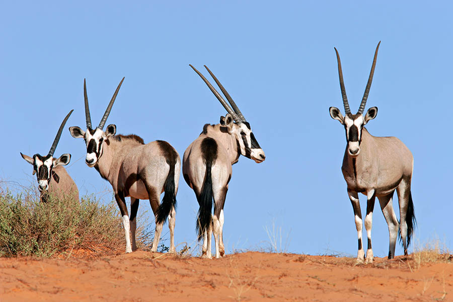 Look out for gemsbok (antelope) in the desolate Kalahari Desert